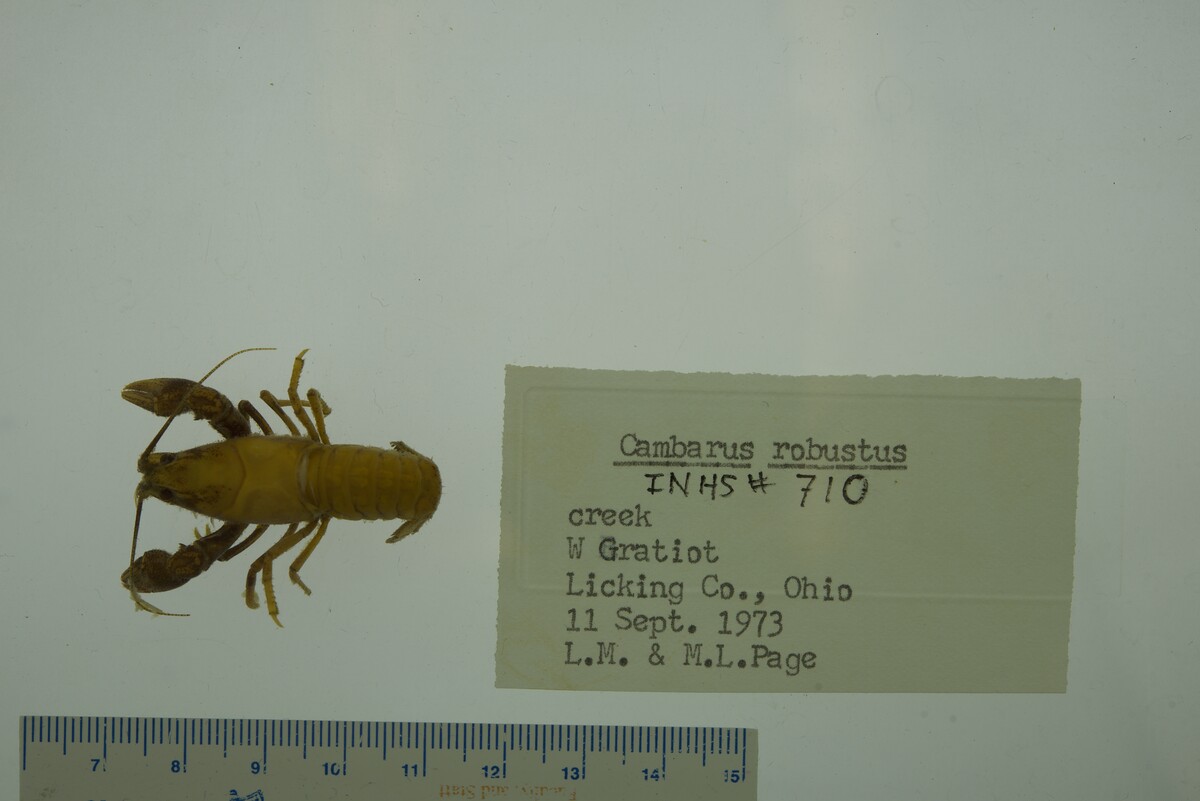Cambarus robustus image